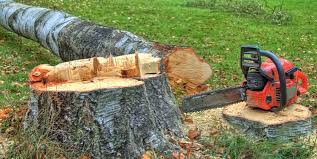 Best Commercial Tree Services  in Sackets Harbor, NY