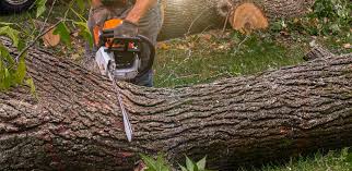 Lawn Pest Prevention in Sackets Harbor, NY