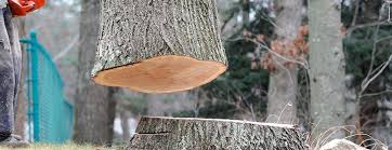 Sackets Harbor, NY Tree Care Company