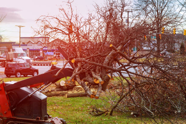 Best Leaf Removal  in Sackets Harbor, NY
