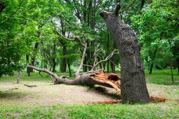 Best Firewood Processing and Delivery  in Sackets Harbor, NY