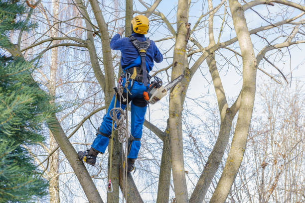 Best Lawn Pest Prevention  in Sackets Harbor, NY