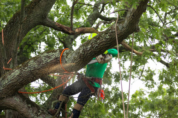 Best Tree and Shrub Care  in Sackets Harbor, NY
