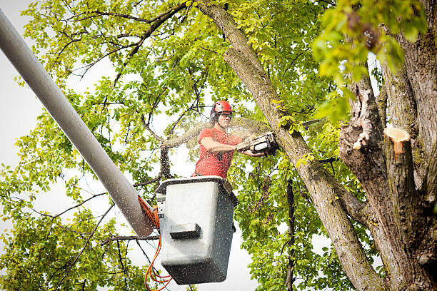 Best Root Management and Removal  in Sackets Harbor, NY