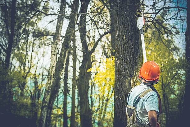 Best Tree Risk Assessment  in Sackets Harbor, NY