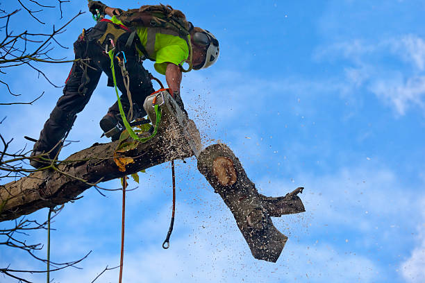 Best Fruit Tree Pruning  in Sackets Harbor, NY